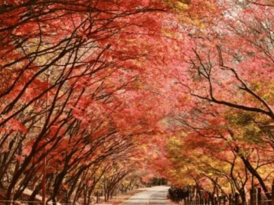 TOUR HÀN QUỐC MÙA LÁ ĐỎ: HÀ NỘI – SEOUL – NAMI – SEOUL GRAND PARK 5N4Đ – BAY VN