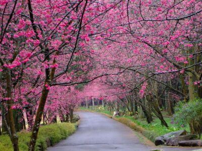 TOUR DU LỊCH ĐÀI LOAN – MÙA ANH ĐÀO NĂM 2025: CAO HÙNG – ĐÀI TRUNG – ĐÀI BẮC – 5N4Đ – BAY VIETNAM AIRLINES